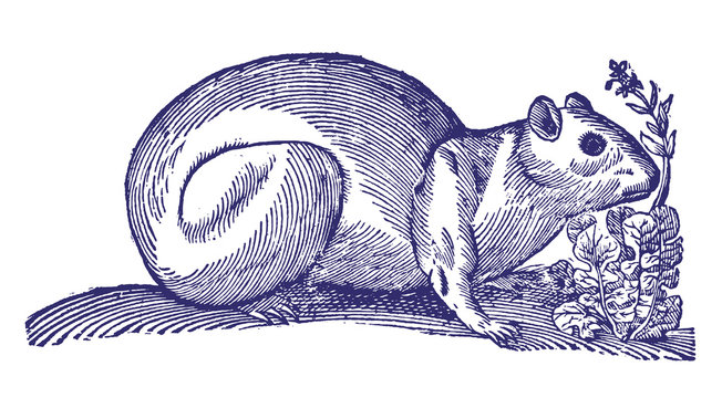 Brazilian guinea pig (cavia aperea) next to a plant. Illustration after a historical woodcut engraving from the 17th century