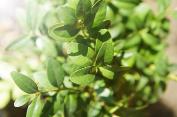 bush boxwood, green bush decorative, for landscape design