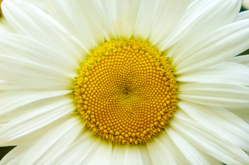 white big flower chamomile, flowers chamomile close-up, yellow middle white petals, close-up