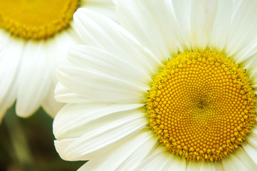 white big flower chamomile, flowers chamomile close-up, yellow middle white petals, close-up