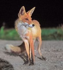 Red fox comes to the city at night