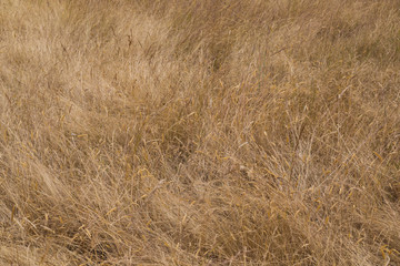 Dry meadow grass