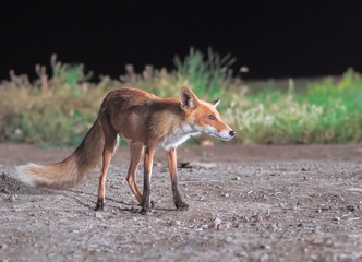 Naklejka na ściany i meble Red fox comes to the city at night