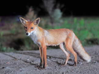 Red fox comes to the city at night