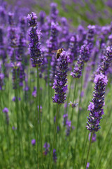 LAVANDES