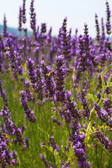 Naklejka premium LAVANDES