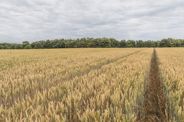 A field of wheat with tractor lines