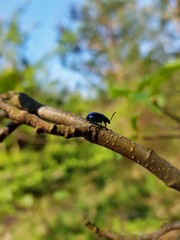 Beetle close-up on a branch