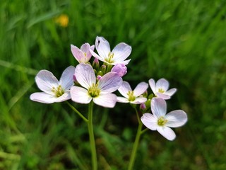 Flower & Insect.