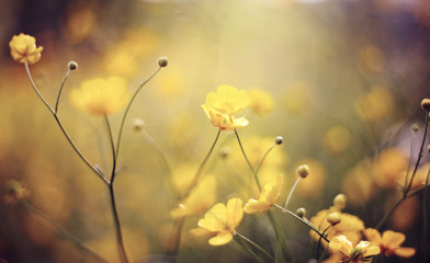 Background with yellow wildflowers of a buttercup