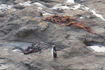 New Zealand Beach and Yellow Eyed Penguin