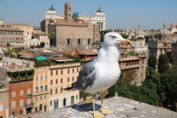 Larus michahellis with a view to Forum Romanum in Rome, Italy