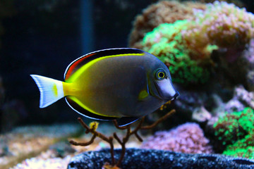 Powder brown tang in coral reef aquarium