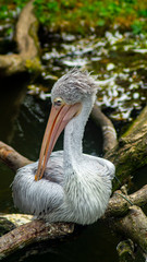 Pelican