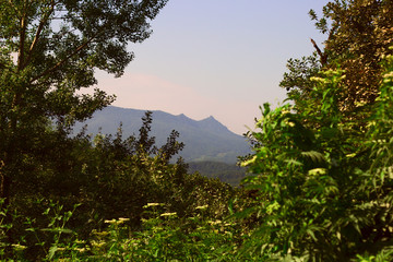 beautiful view of the Caucasus mountains through green trees