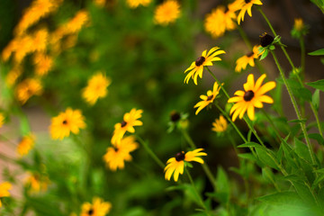 natural backdrop with closeup yellow flowers