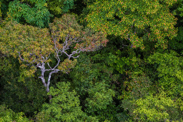 Fototapeta premium Perfect green and dense tropical rainforest.