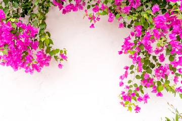 Tuinposter beautiful spanish Bougainvillea flowers on white wall © szmuli