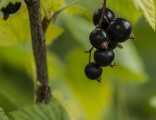 Blackcurrant grows in a garden