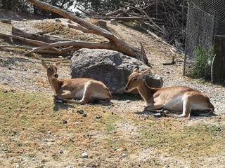 Animali