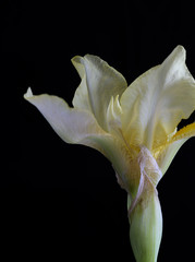 Fototapeta na wymiar Close-up of Iris Flower Starting to Bloom