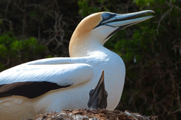 The Australasian gannet (Morus serrator) with a hatched baby bird