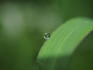 A drop of water hanging on a leaf of the plant. After the rain.
