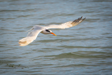 Fototapeta na wymiar Tern in low flight while feeding