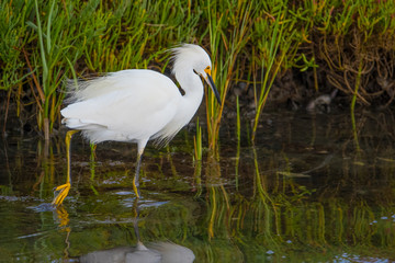 Heron feeding in wetlands