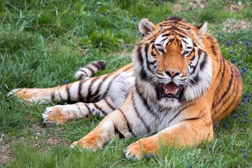 tiger