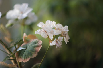 Delicate flowers