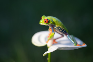 Frog/Red-Eyed Amazon Tree Frog (Agalychnis Callidryas)