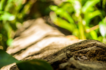  fallen trunk 1