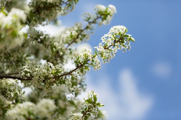 Spring.