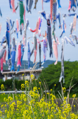 大阪高槻・芥川の鯉のぼりを背景に菜の花