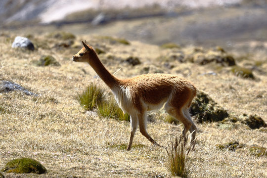 Vicuña (Vicugna vicugna) walking during the day for its extensive areas full of pastures in the Andes.