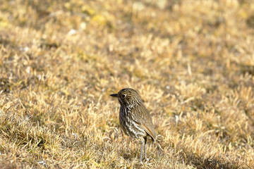 Fototapeta premium Stripe-headed antpitta (Grallaria andicolus) perched on the lawn in its natural environment.