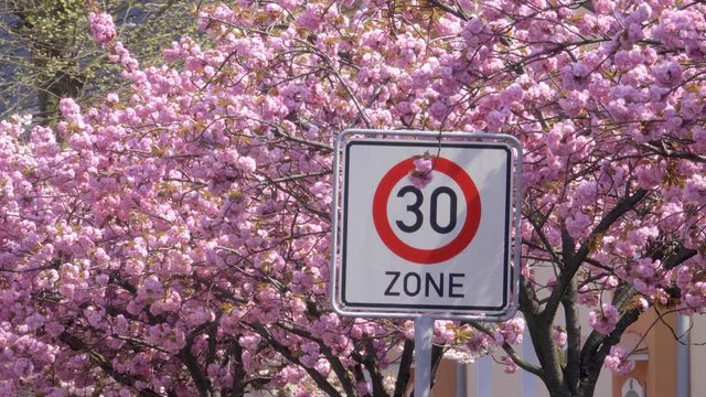 Tempo 30 Zonen Schild mit wundersch&ouml;n bl&uuml;henden Kirschbaum