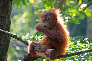 orangutan - obrazy, fototapety, plakaty