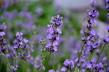 Lavender flowers in the garden close-up.