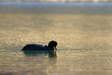 Giant coot (Fulica gigantea) sighted in its natural environment at 4000 masl in an Andean lagoon while swimming calmly.