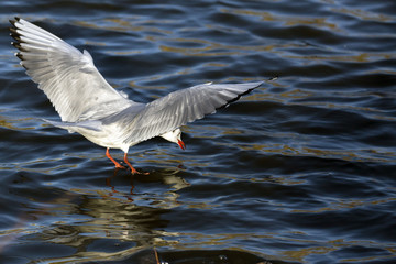 Gull