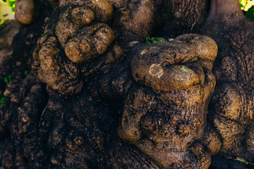 A closeup of the brown roots of a tree that is located above the ground