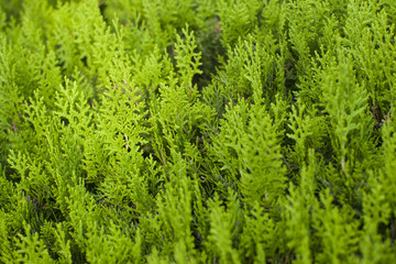 green textured background with the tops of the cypress