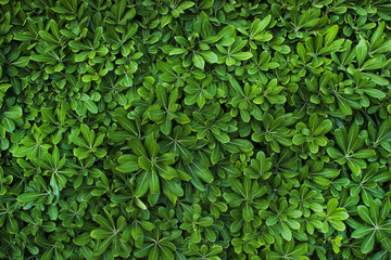 Background of green textured pittosporum bush close-up