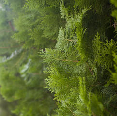 background with cypress (vertically)
