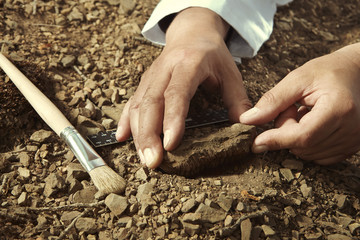 Scientist pick up trilobite fossil find from ground - obrazy, fototapety, plakaty
