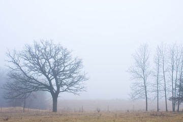 The old oak tree in the cold fog