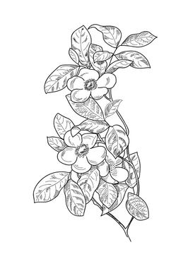 Apple Blossom Sketch In Pencil And Ink For Card Web Tattoo Stock Vector Adobe Stock