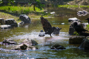 水浴びをするカラス